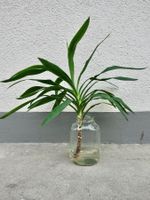 YUCCA YUCCA-PALME PALMLILIE Trieb bewurzelt 60cm