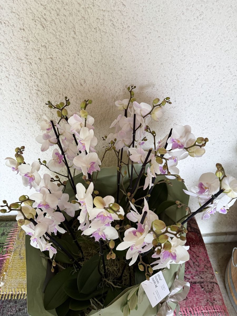 Piante & sementi: 14 Orchideen im Korb Topf – Nuovo e nell'imballaggio originale da Küsnacht ZH venduto da lyd_8mmf 1