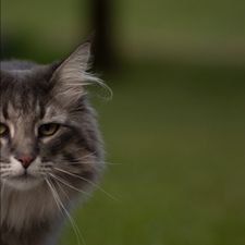 Profile image of Robin_Kalbi