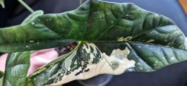 🤩Alocasia Simpo Albo Variegata Rhizom 