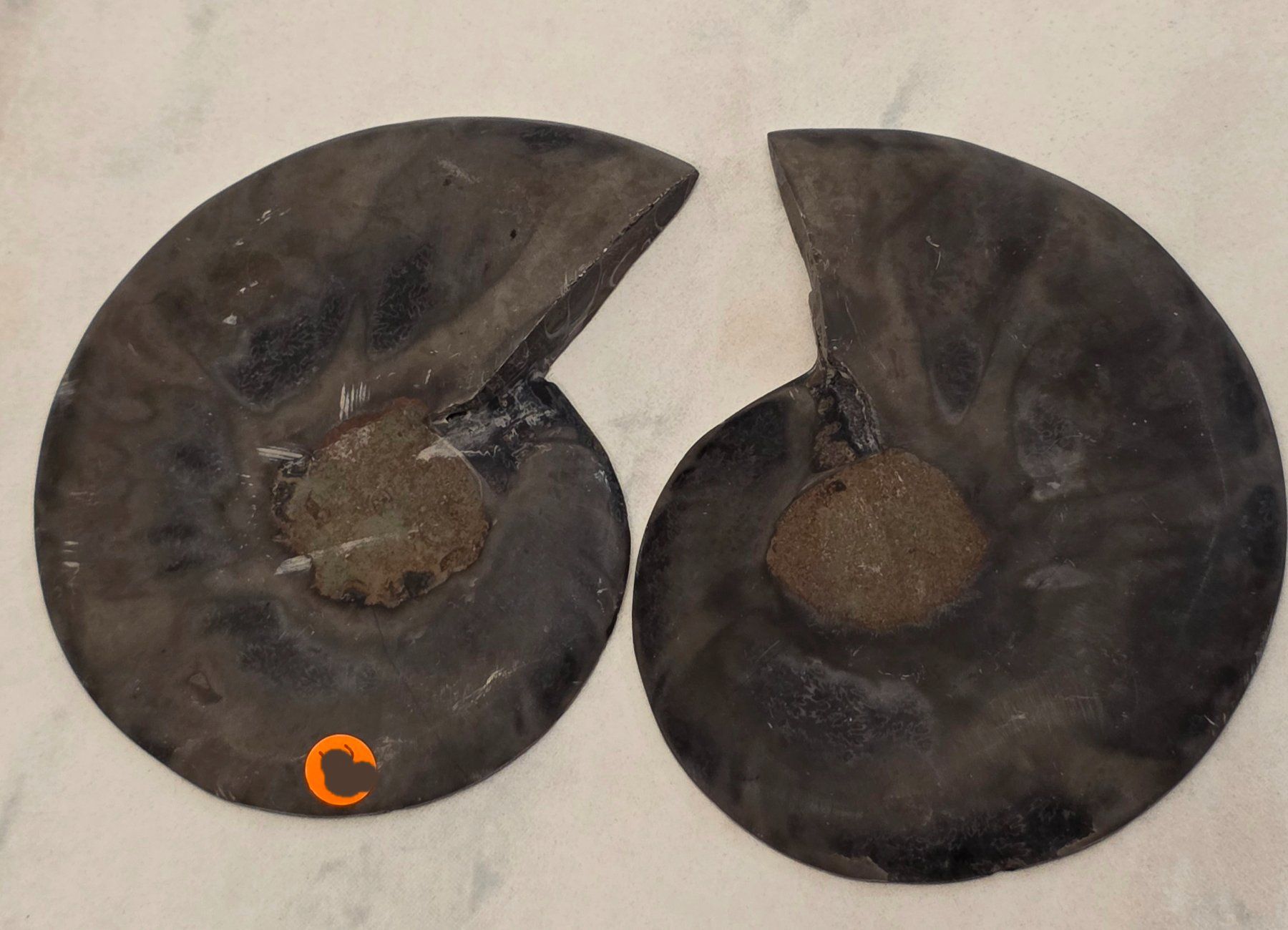 Fossili: Schwarzes Ammoniten Paar A 181g – Nuovo e nell'imballaggio originale da Matzingen venduto da Shay_Crystalz 2