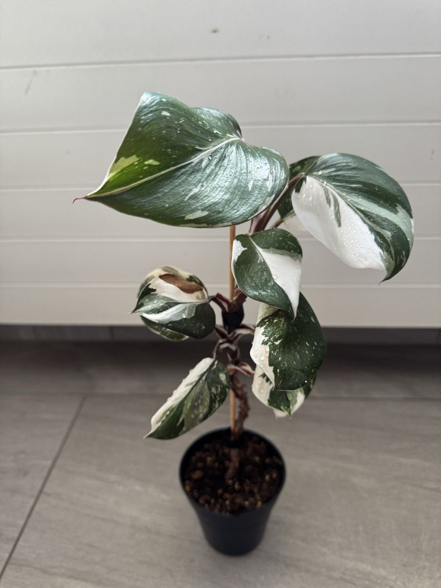 Pflanzen & Samen: Philodendron White Knight – Gebraucht aus Sugiez von fabandy16 6