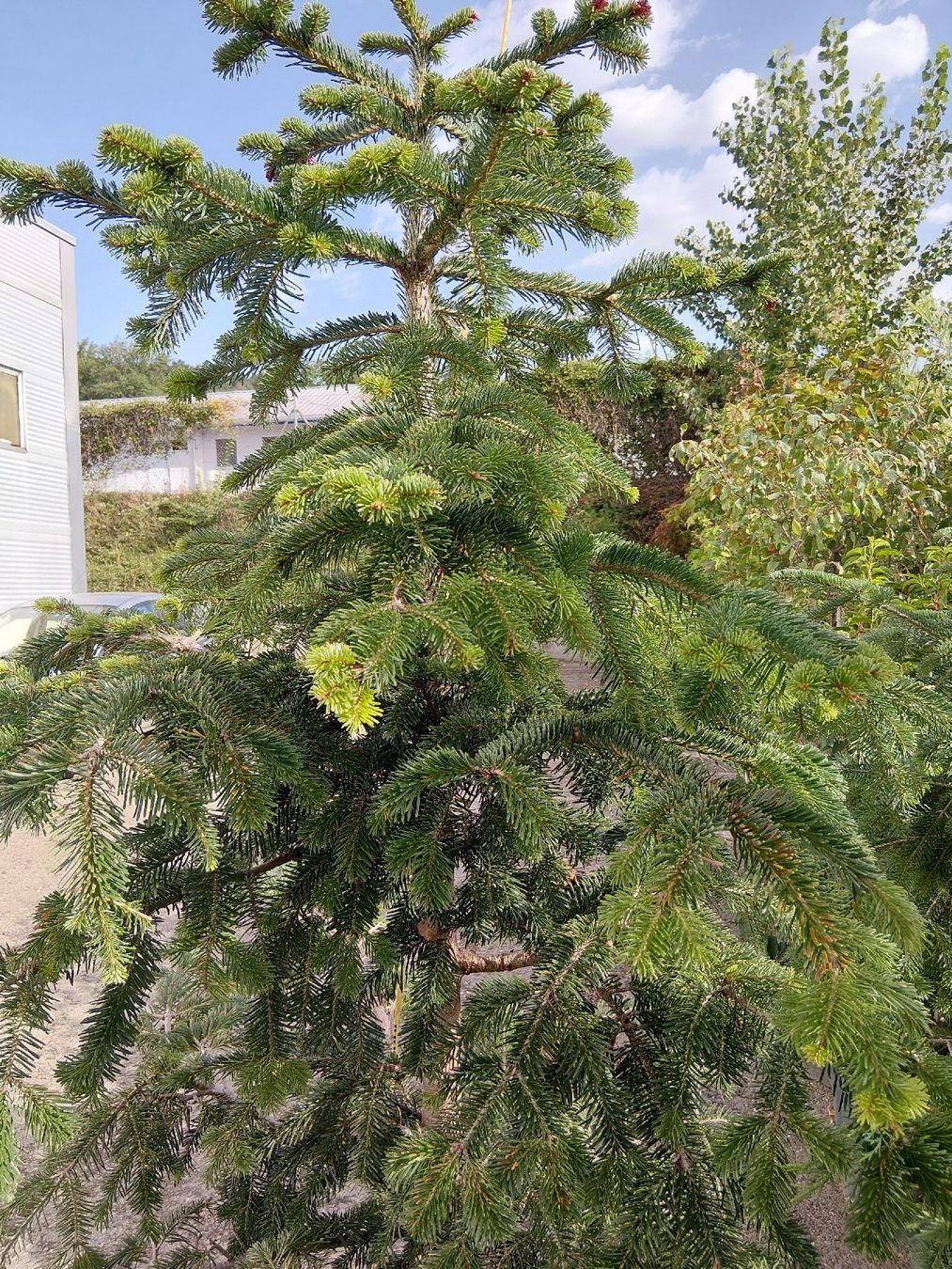 Plantes & graines: Weistanne  – D'occasion à Buchs ZH par Fabian8107 1