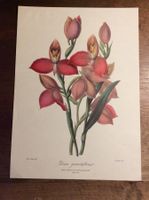 Planche - Histoire Naturelle , Botanique