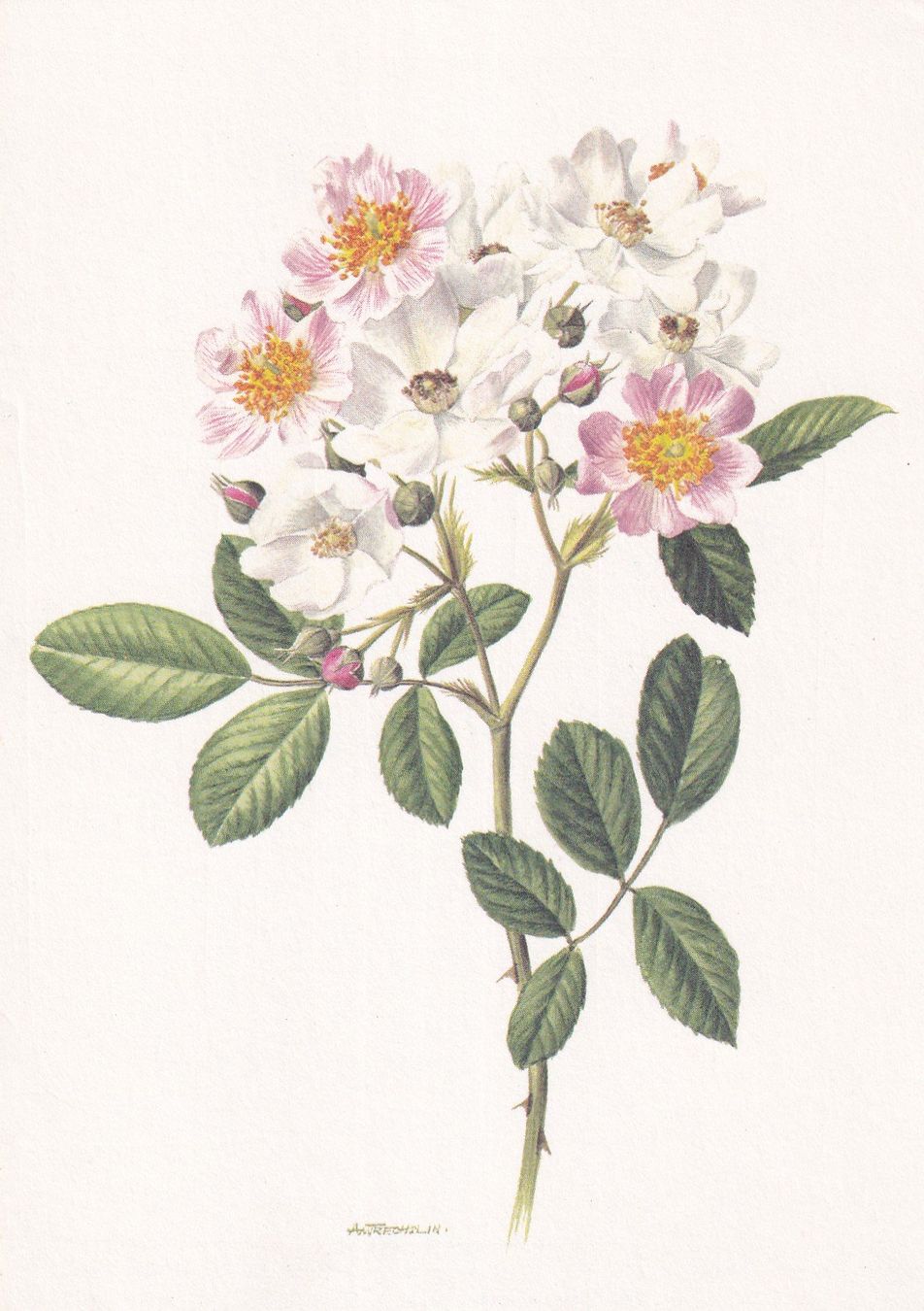 Cartoline: Rosa multiflora cathayensis. – Usato da Cormoret venduto da Pascalll2001