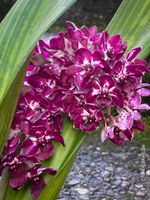 RHYNCHOSTYLIS GIGANTEA BURGUNDY - Foxtail Orchidee