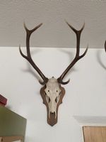Rothirsch Stier Jäger Trophäe 