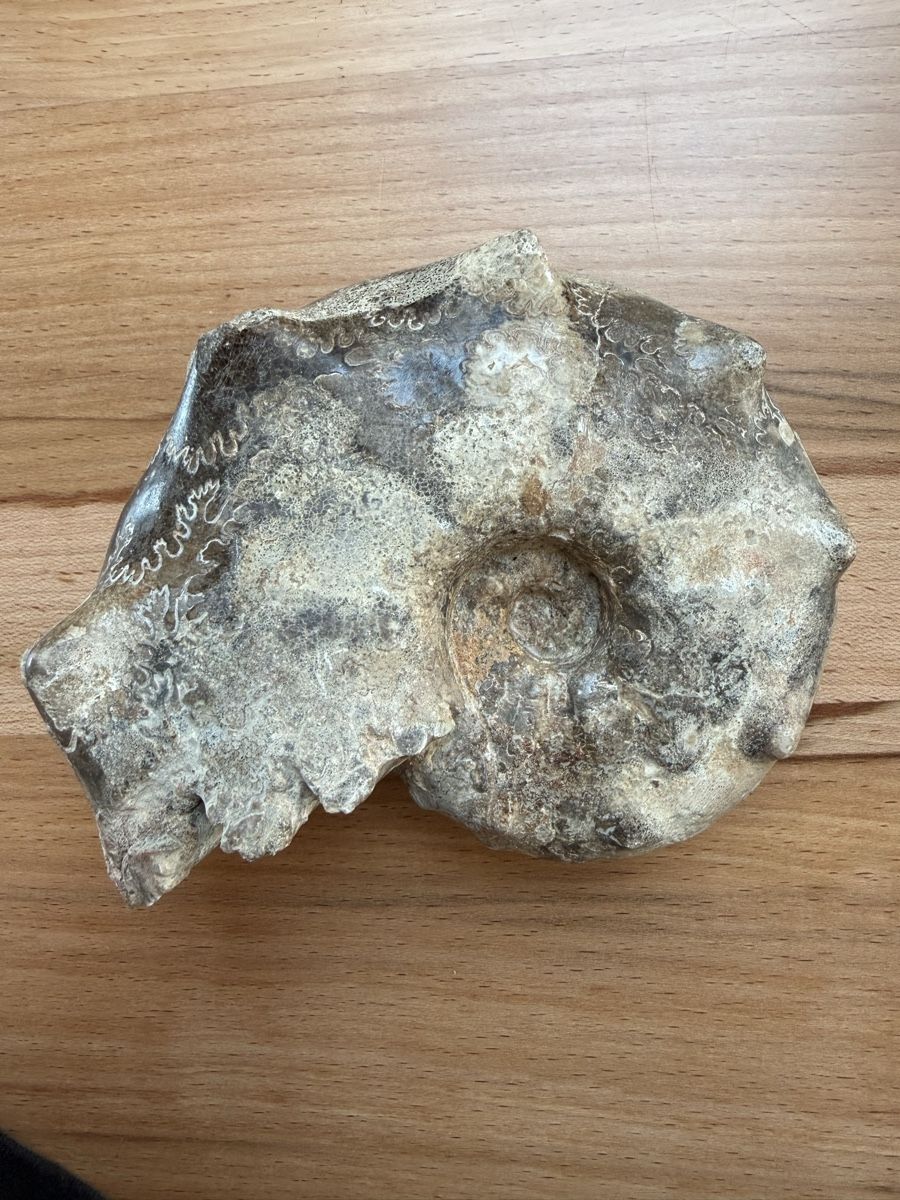 Fossili: Versteinerter Ammonit – Usato da Grenchen venduto da Bastet007 1