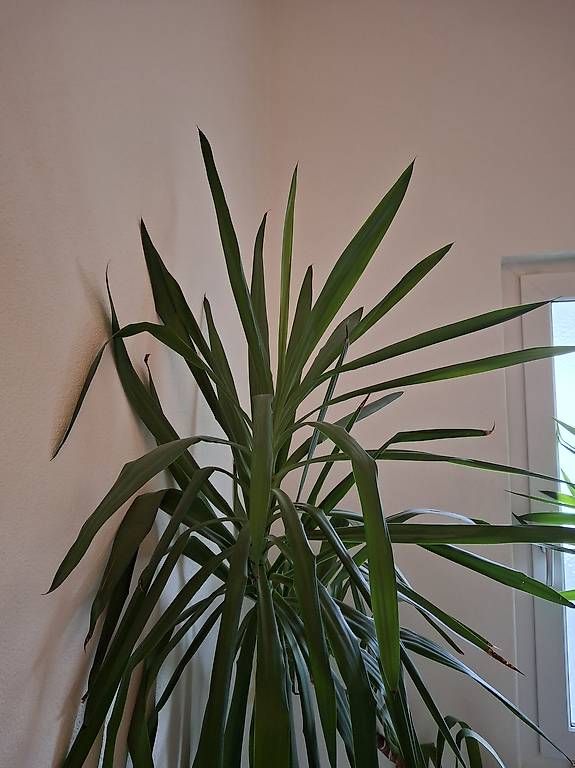 Piante & sementi: Yucca-Pflanzen im Tontopf – Usato da Altnau venduto da Brumm 2