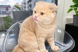 Fensterliege für Katzen mit extra starken Saugnäpfen