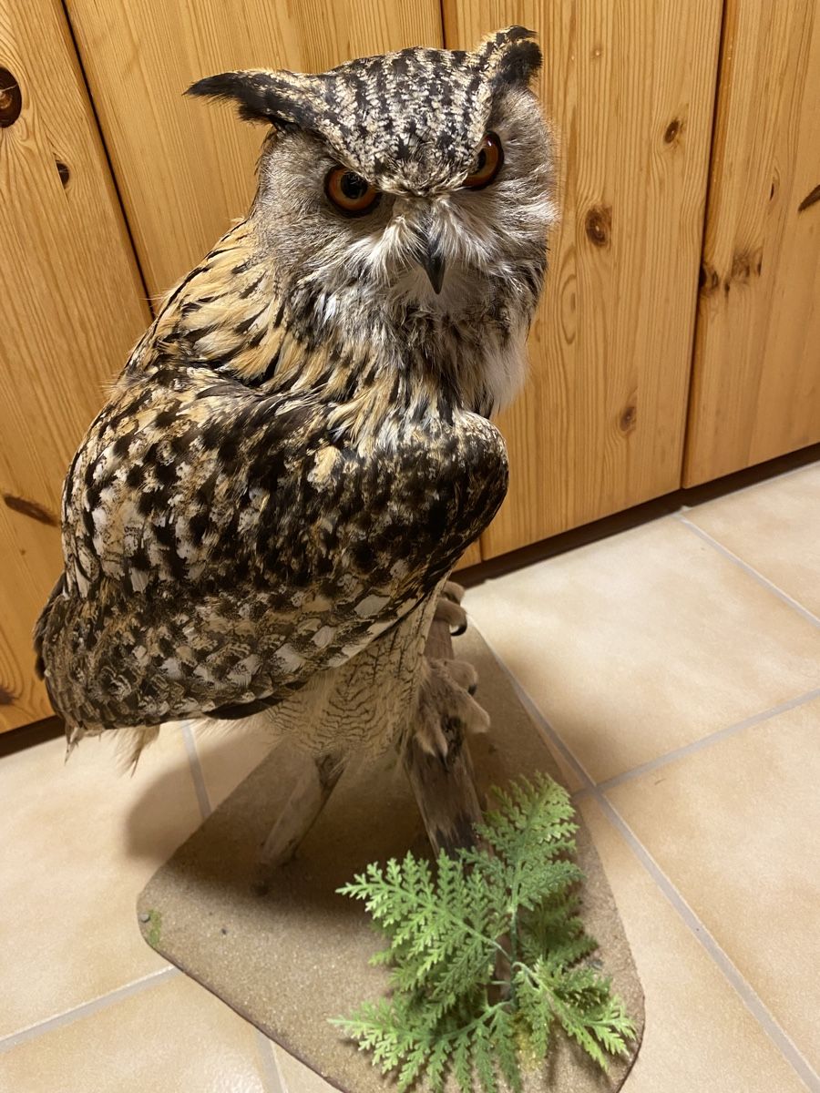 Il mondo degli animali: Uhu – Usato da Castiel venduto da gamsli1000 3