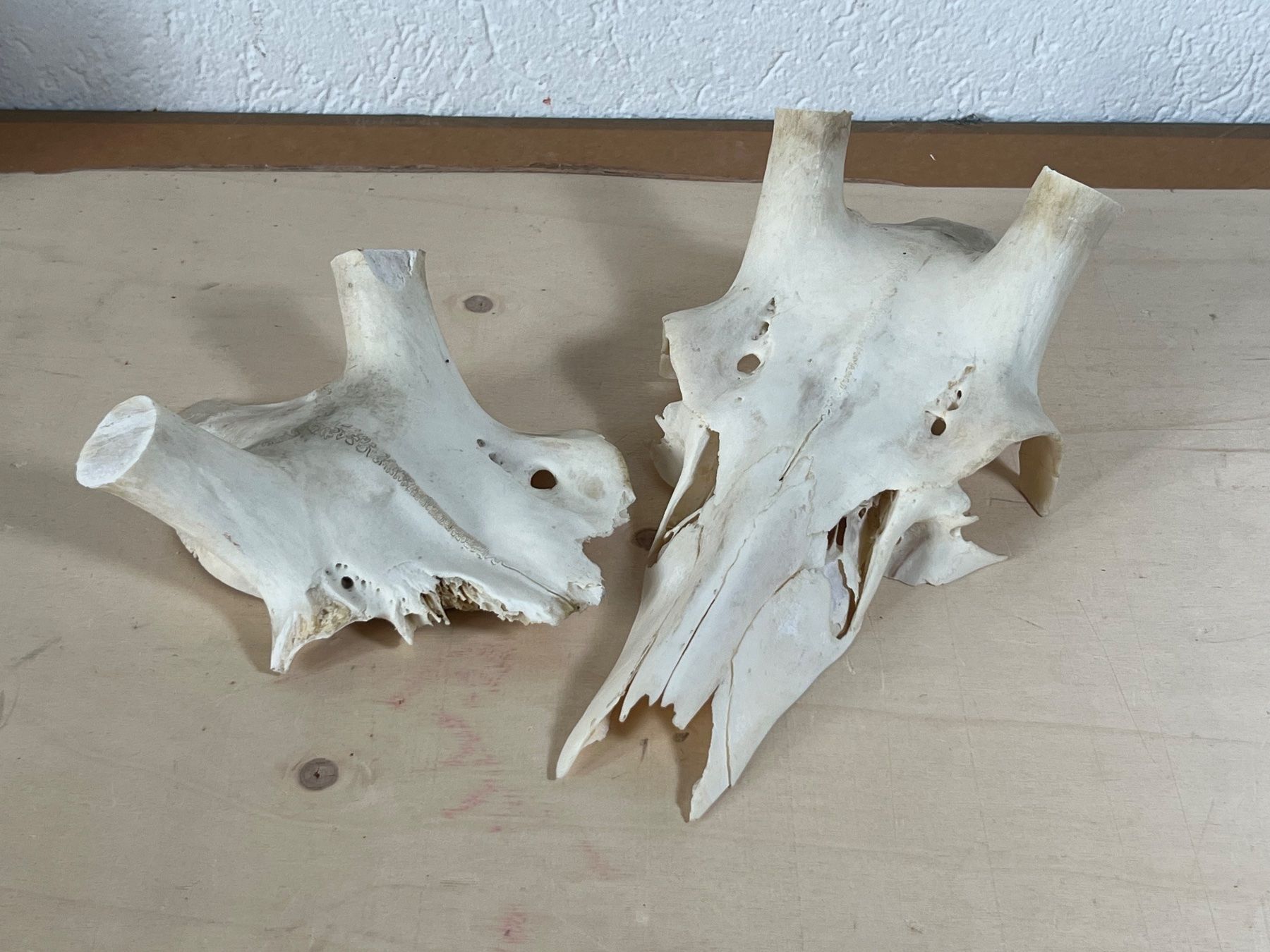 Sonstiges zum Sammeln & Seltenes: Hirsch Schädel Geweih Montage Abwurfstange basteln – Gebraucht aus Vaduz von hirschjager