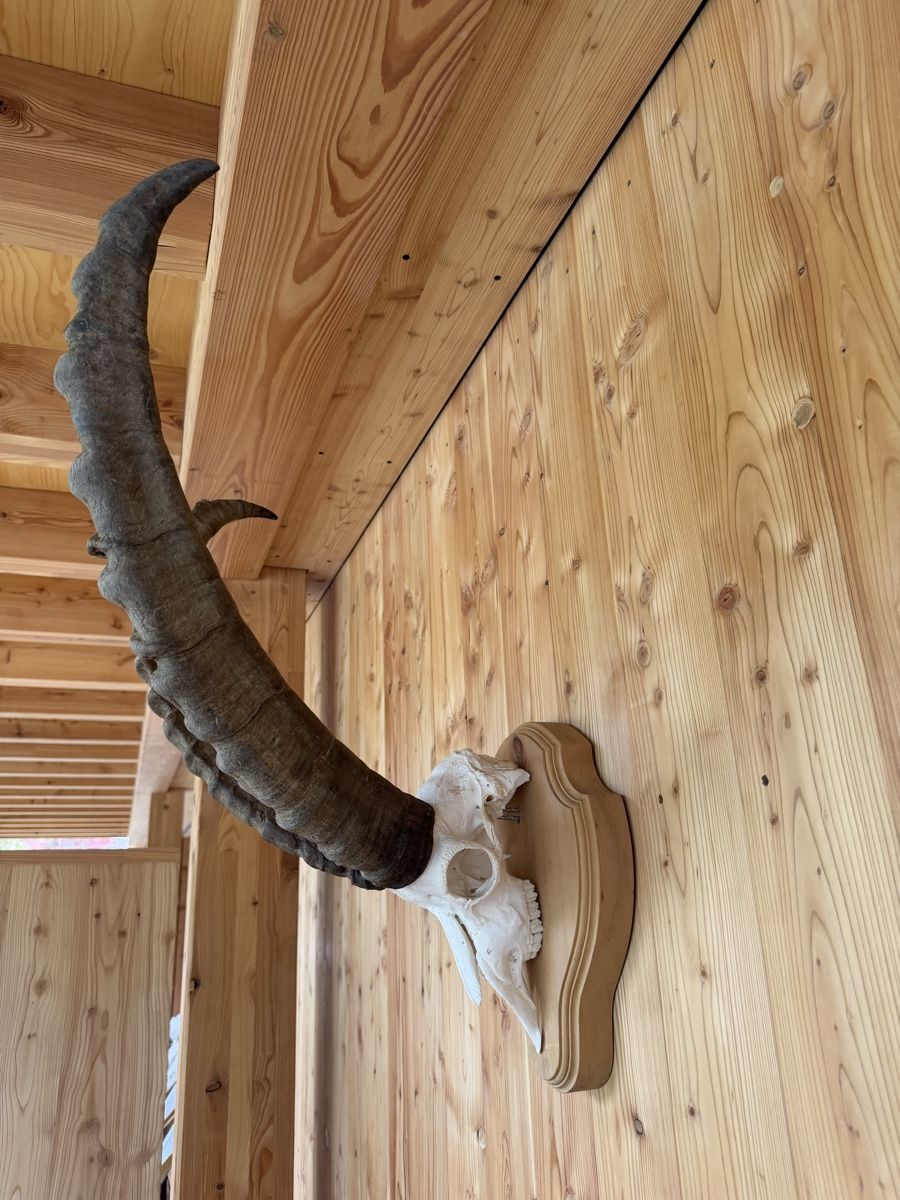 Sonstiges zum Sammeln & Seltenes: Steinbock Geweih – Gebraucht aus Pontresina von pepero64 2