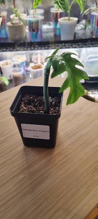 Piante & sementi: Philodendron Elegans – Nuovo e nell'imballaggio originale da Wallenwil venduto da pet_mz5n