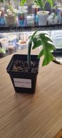 Philodendron Elegans