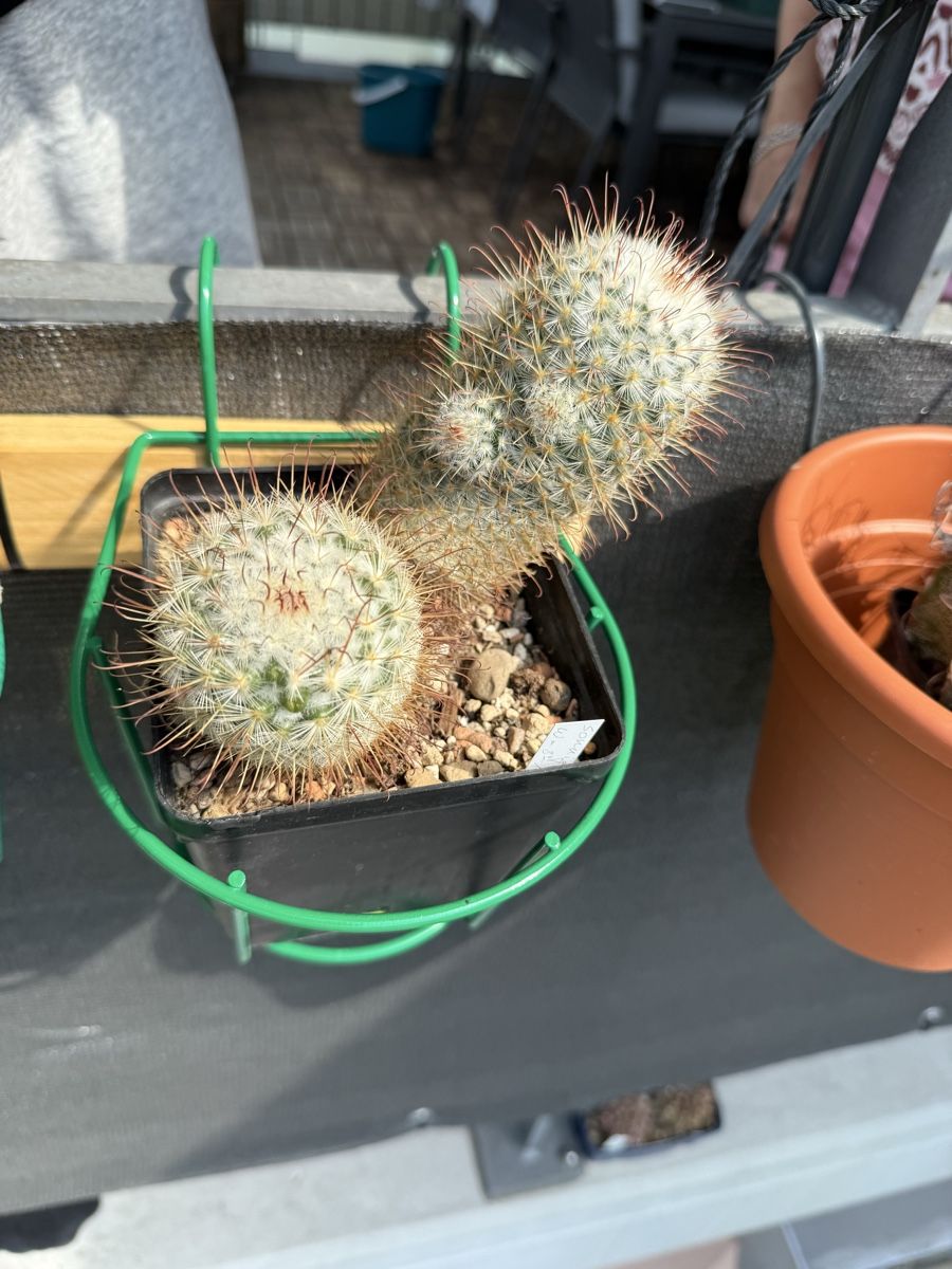 Pflanzen & Samen: Mammillaria bombycina  – Gebraucht aus Rorbas von SimS0n 1
