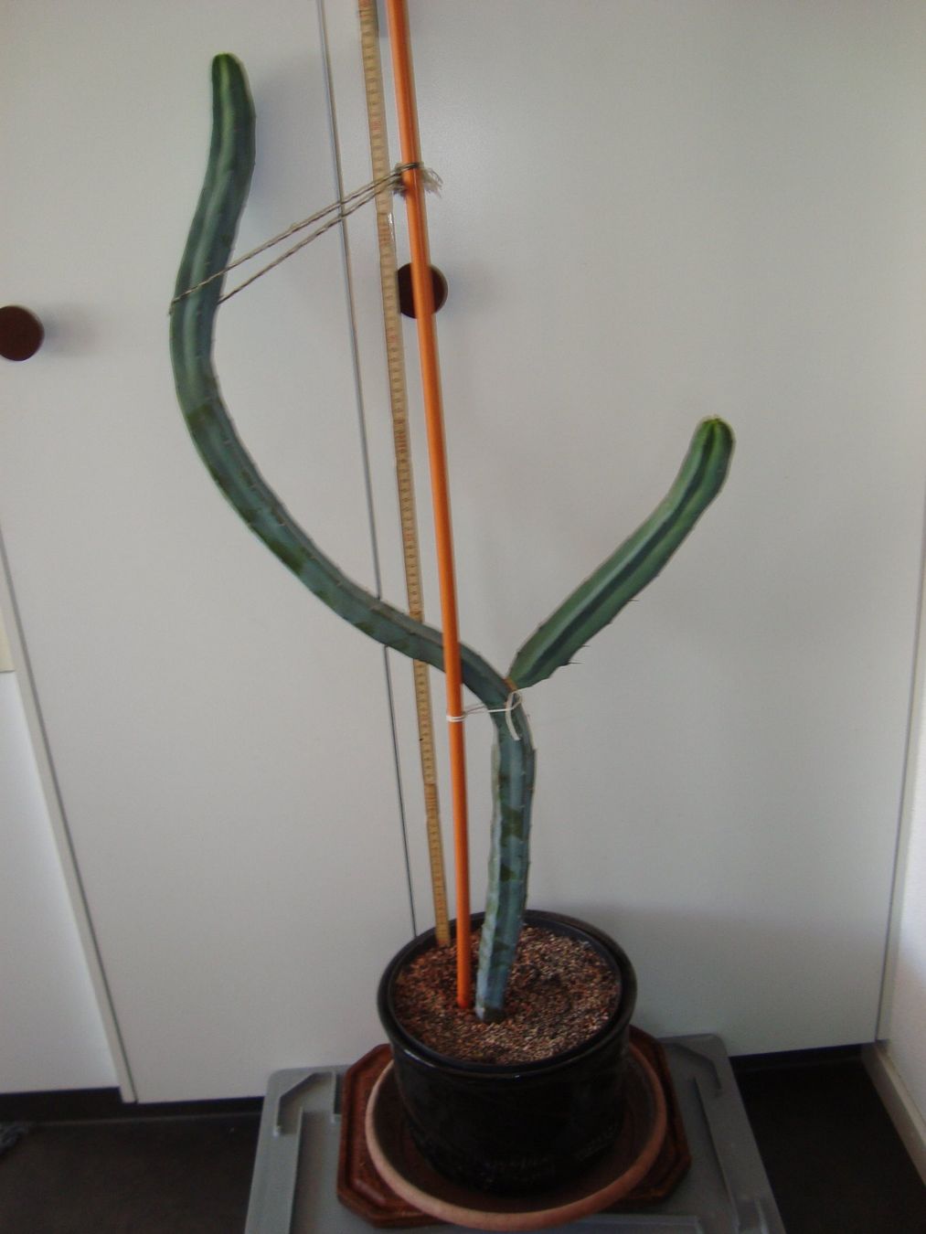 Plantes & graines: Kaktus – D'occasion à Walzenhausen par Totenkopf0