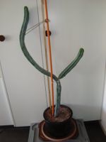 Kaktus