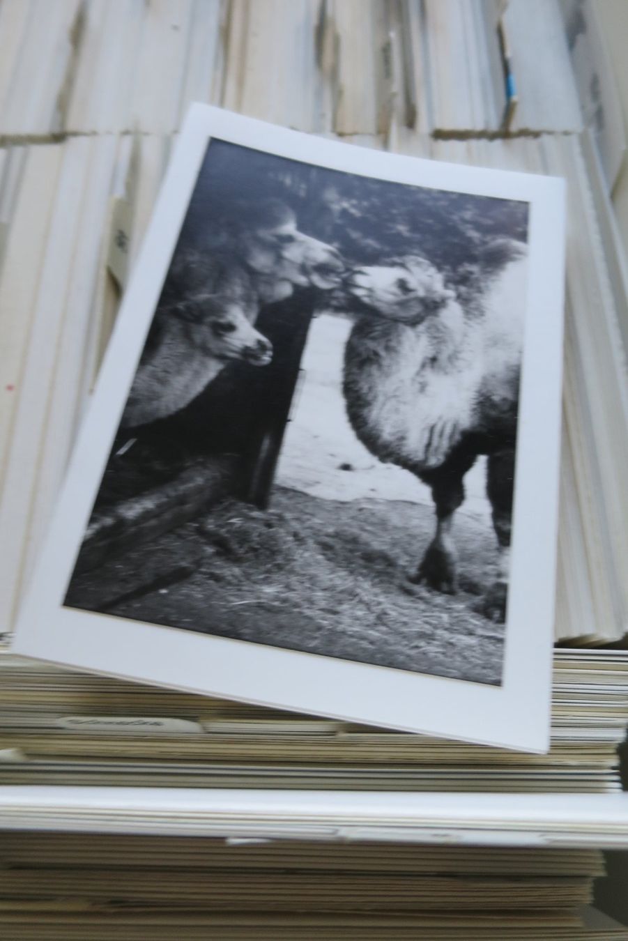 Cartoline postali: ARCHIV ANSICHTSKARTEN VON RUDOLF VISMARA 3000+ – Nuovo (secondo la descrizione) da Wetzikon ZH venduto da Philimpex 5