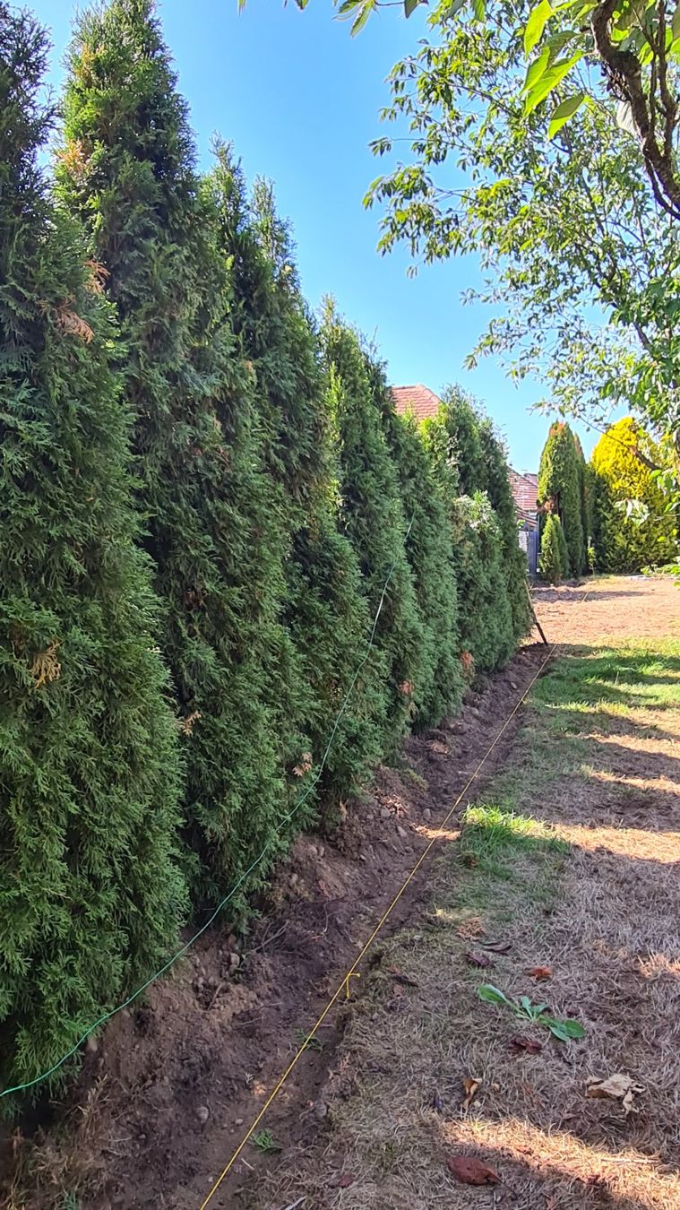 Pflanzen & Samen: Thuja Smaragd – Gebraucht aus Wolfwil von Liezl78