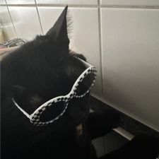 Profile image of cat_meow