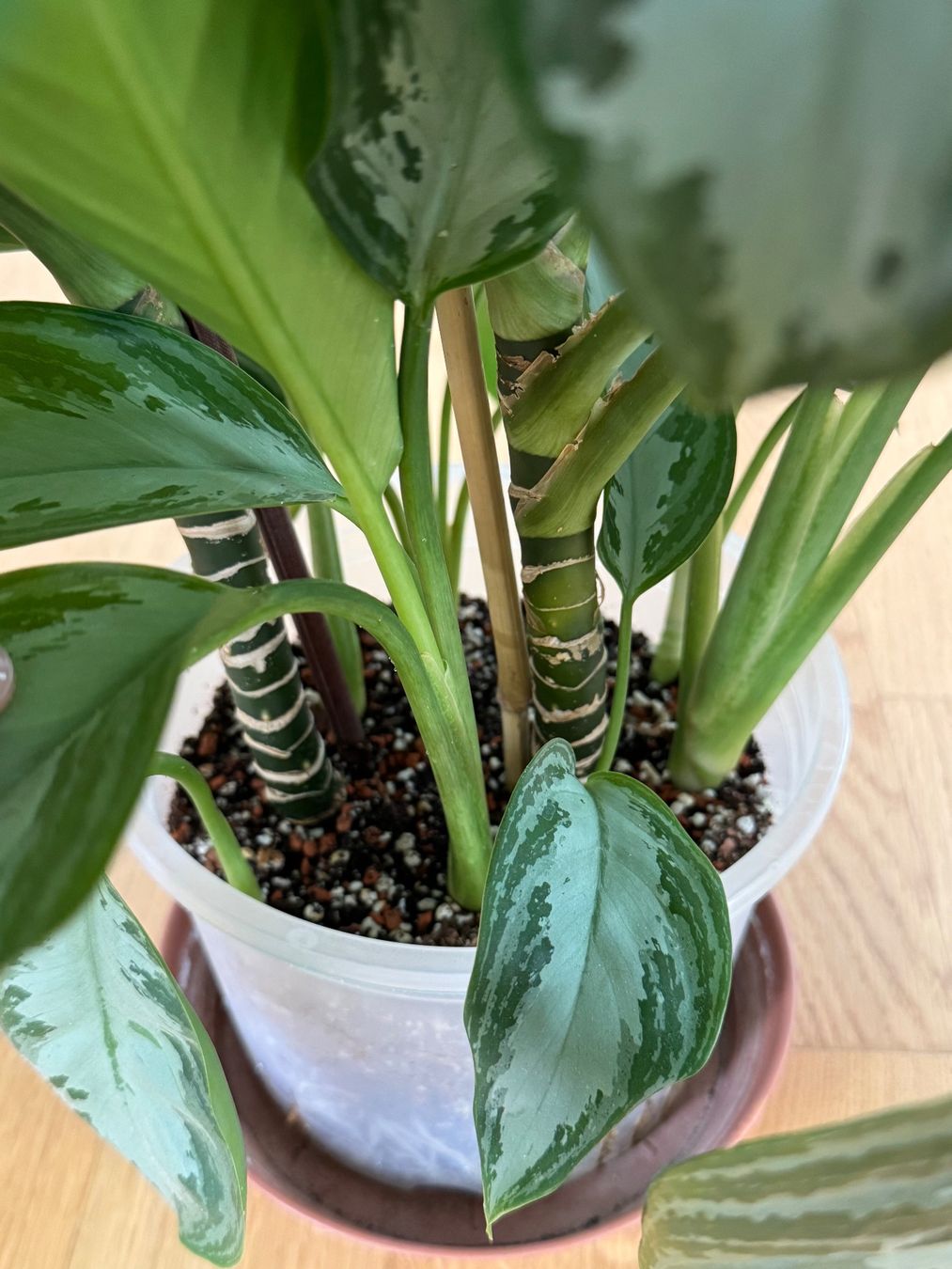 Pflanzen & Samen: Aglaonema Silver Bay – Gebraucht aus Goldau von b4mxshk 5