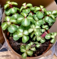 Sukkulente 15 cm + Infos wie keimen & pflegen