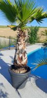 Washingtonia filifera Kalifornische Fächerpalme1 mit Topf 🌴