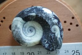 Ammonit Goniatit   versteinert, fossil      Sammlerstück
