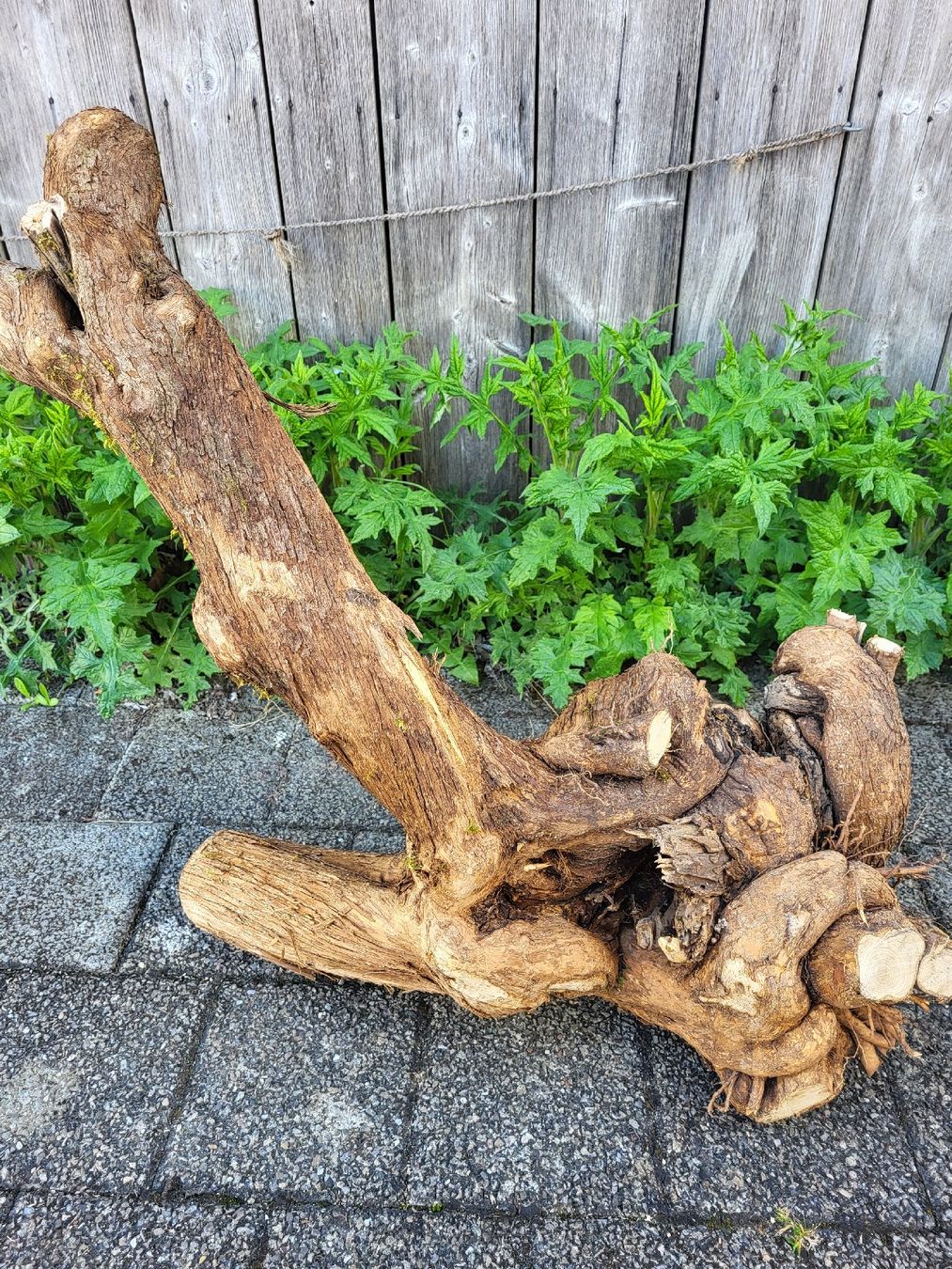 Articoli in legno: Drechselholz Flieder – Nuovo (secondo la descrizione) da Bubikon venduto da Munze1 6