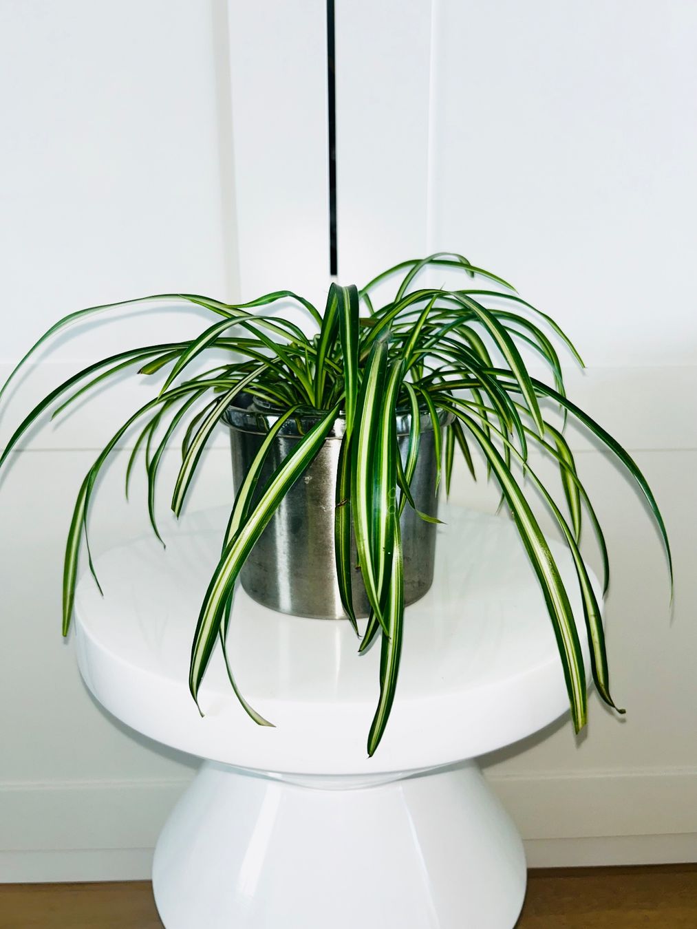 Piante & sementi: Spider plant & metal cache pot – Usato da Kilchberg ZH venduto da malibubeach 2
