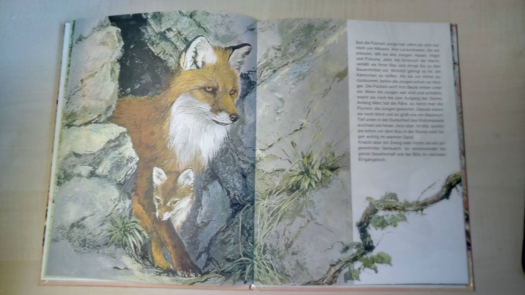 Libri: Bilderbuch "Tiere im Wald", 1968 – Usato da Guttannen venduto da zuberling 2