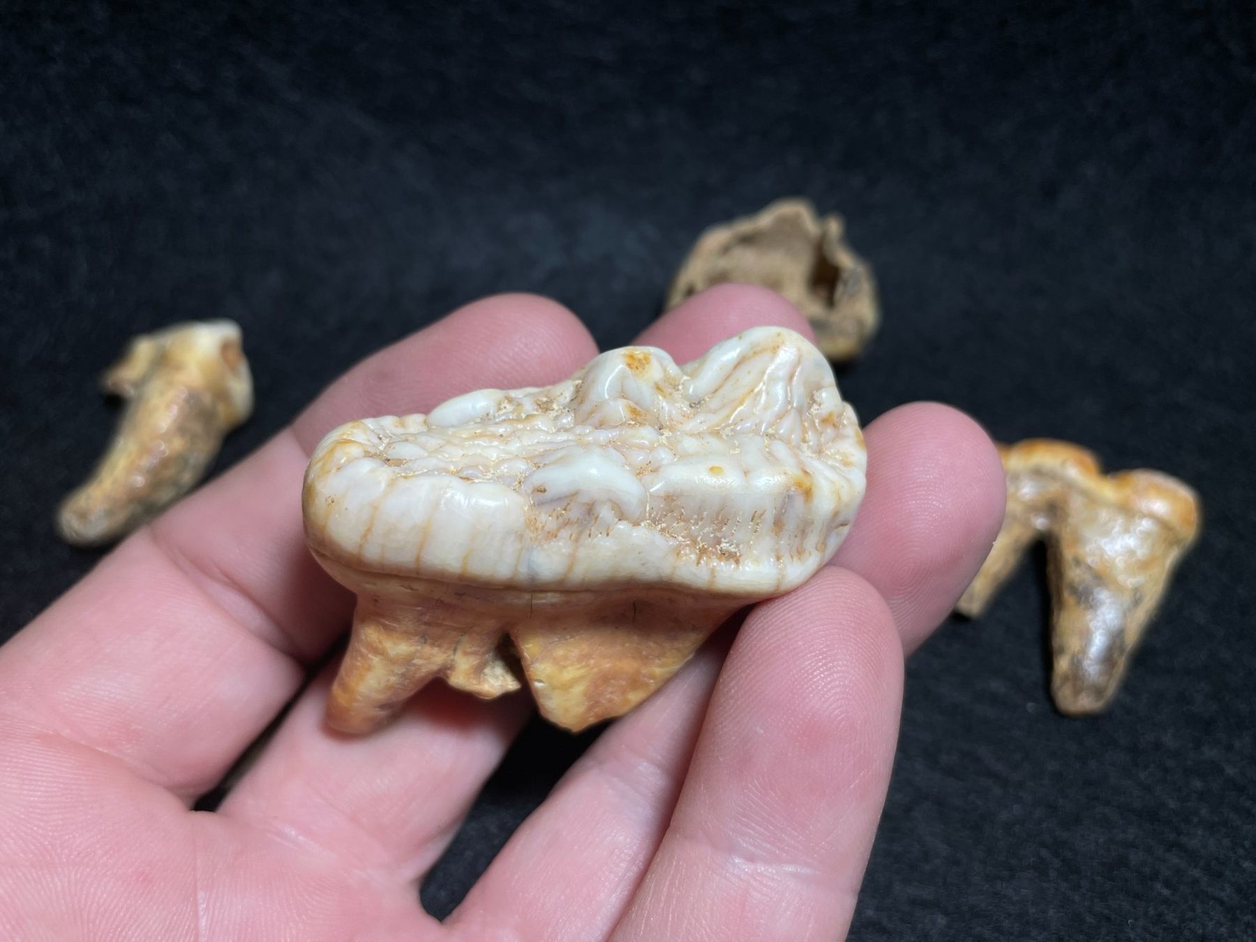 Fossili: Ours des cavernes, ensemble de dents. – Nuovo (secondo la descrizione) da Cernier venduto da Tashi_Delek 6