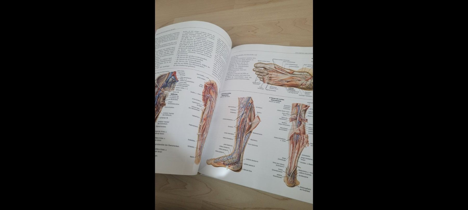 Bücher: Anatomie Buch wie neu – Gebraucht aus Neuhausen von eliana2 1