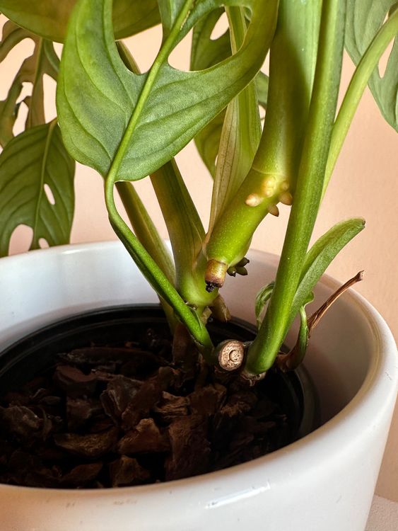 philodendron xanadu care Philodendron Xanadu | 80cm