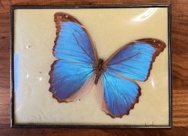 Schmetterling Morpho nestina gerahmt Blumenau Brasilien