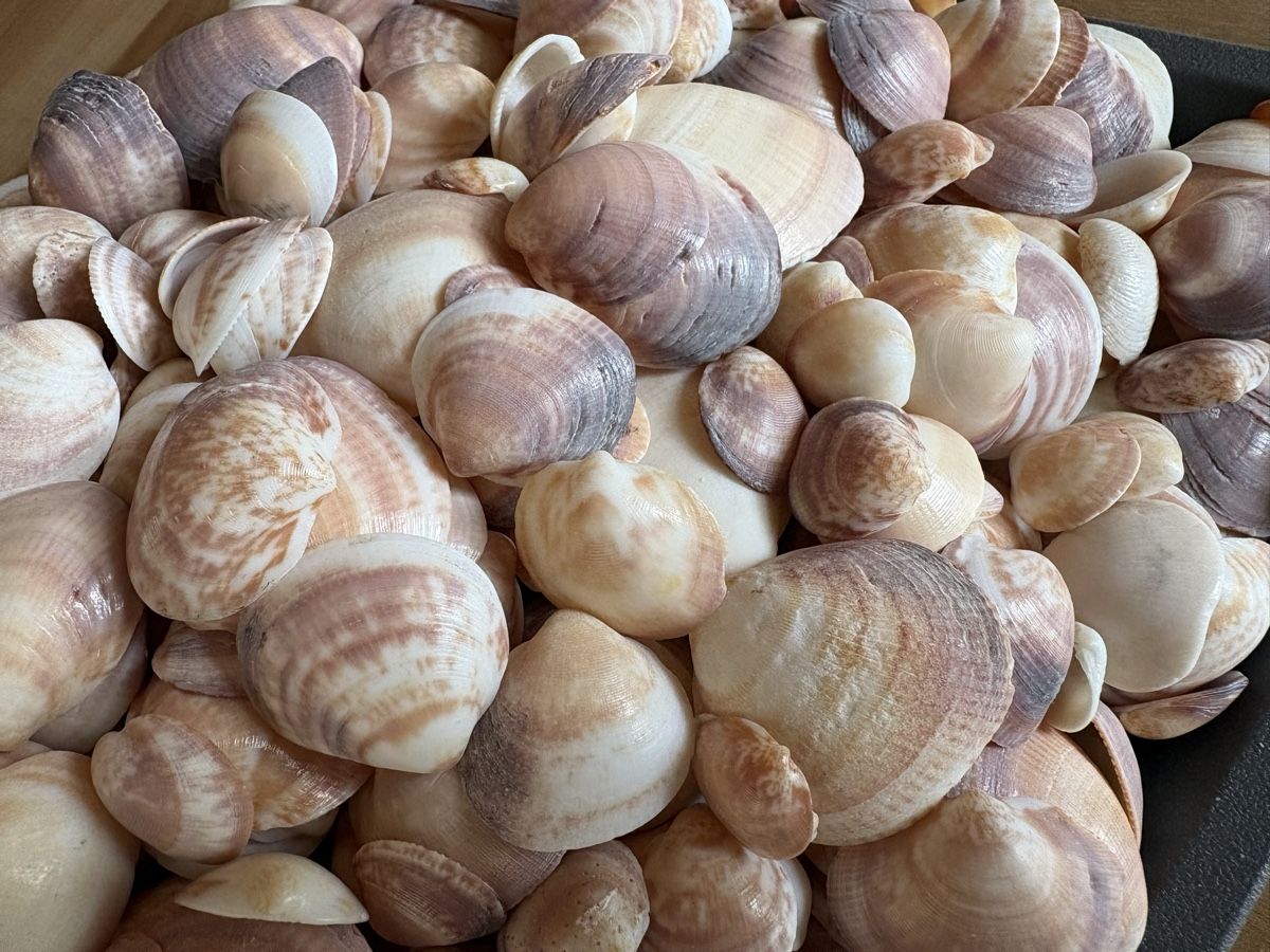 Tutte le decorazioni: über 3 kilo Muscheln – Usato da Rümlang venduto da resale35 2
