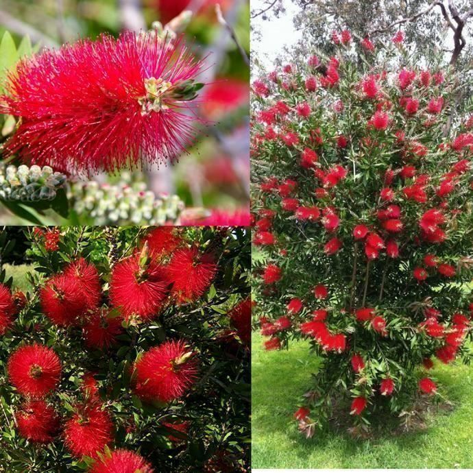Pflanzen & Samen: Rince bouteille Callistemon  25g – Neu (gemäss Beschreibung) aus Bremblens von FIBONACCI369 1