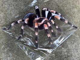 Vogelspinne