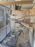 Chinchilla Käfig