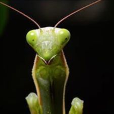 Profile image of Gottesanbeter