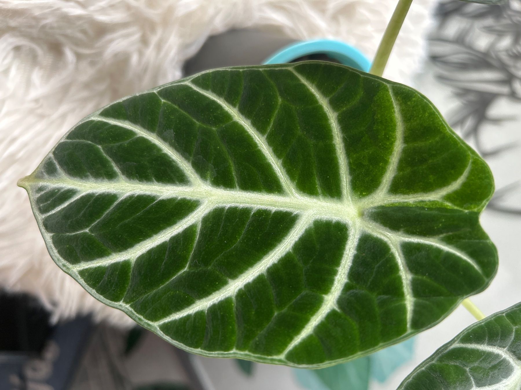 Pflanzen & Samen: Alocasia Ninja variegata – Neu (gemäss Beschreibung) aus Scherzingen von Elefantenohr.ch 1