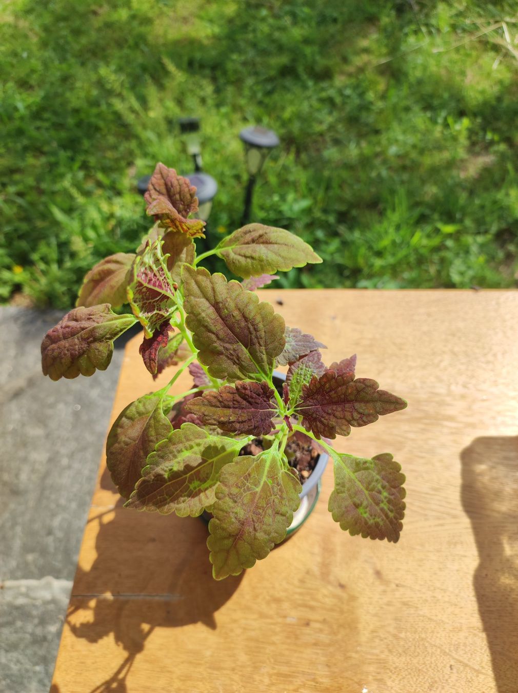 Piante & sementi: Coleus – Usato da Hasliberg Hohfluh venduto da eva_9895