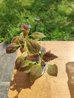 Coleus