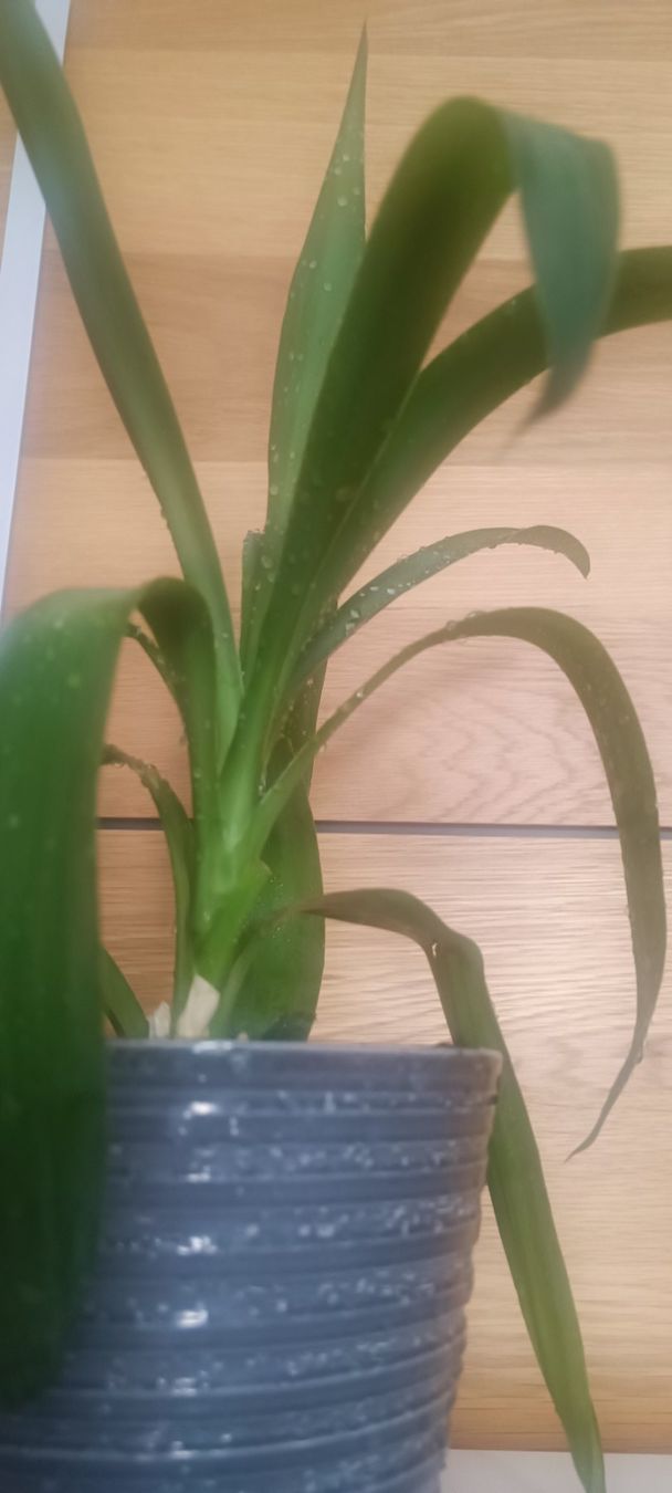 Piante & sementi: Yucca (45 cm inkl. Topf) – Usato da Bern venduto da sv-trade 7