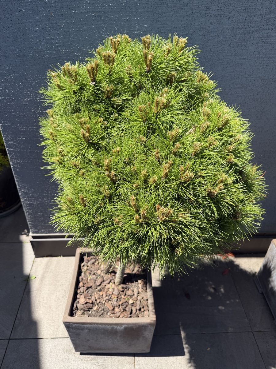 Pflanzen & Samen: Black Pine trees – Gebraucht aus Küsnacht ZH von lfo_f8w5 2