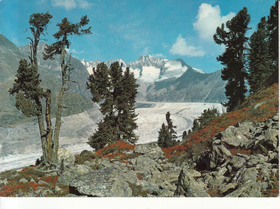 Cartoline postali: Grosser Aletschgletscher 1979 – Usato da Bürglen TG venduto da StampGraf
