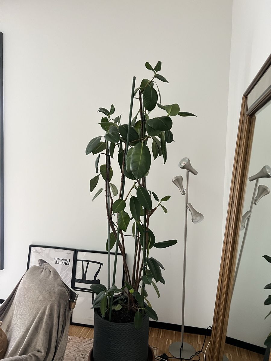 Pflanzen & Samen: Ficus - grosser Gummibaum – Gebraucht aus Zürich von cha_kgz2 2
