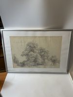 A. Howarth Zeichnung Bauerneiche, ca. 1850