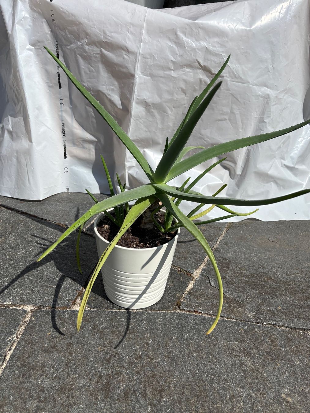 Piante & sementi: Aloe Vera Pflanze mit 2 Ableger – Nuovo (secondo la descrizione) da Rheinfelden venduto da sabine0101